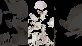 💀 Unveiling the Skull: Explore Every Bone in Detail 💀
