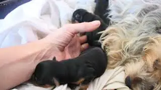 puppies
