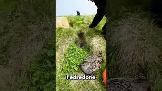 How to Steal $8,000 from a Nest 🦆💰