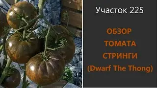 Томат Стринги. Завалил урожаем, но больше не посажу!