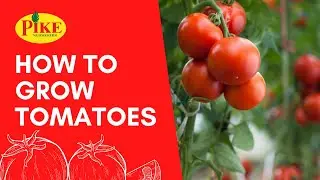How to Grow Tomatoes