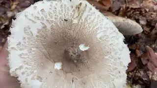 Wälder erkennen ob sie gut sind.
