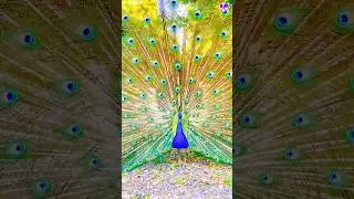 Amazing peacock dance #peacock #shorts #music #love #song #bollywood #hindisong