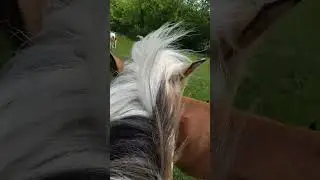 Пежа прокатила