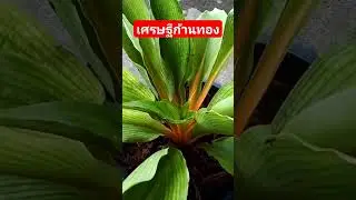 เศรษฐีก้านทอง #ไม้ประดับ #ไม้สวยงาม #ไม้มงคล #ไม้จัดสวน