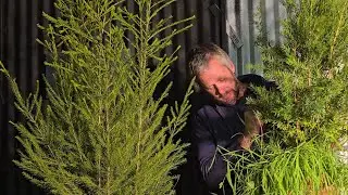 Aussie Natives Night, early stock development