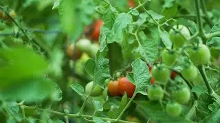Environment Matters - Patriot Guardens Teaching Farm