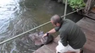 In love with a Hippo.wmv