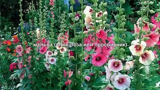Мальва. Все о Мальве за 5 минут