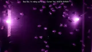 Beeeeees, not the beeees