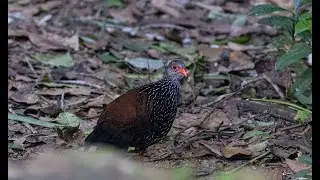 Sri Lanka Spurfowl