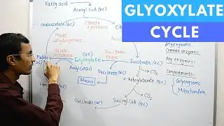Glyoxylate Cycle