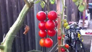 Tomato cluster. Red cherry