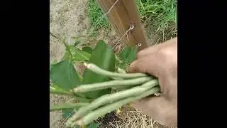 LONG BEANS JULY 22, 2023
