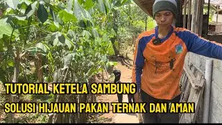 Dua manfaat dari ketela sambung Solusi pakan ternak