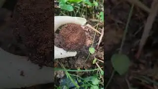 #кладоискатель