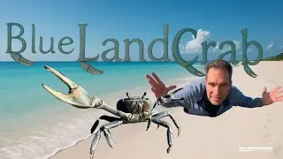 Beachcombing - Blue Land Crab