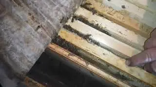 Зимовка пчёл. Зимовник
