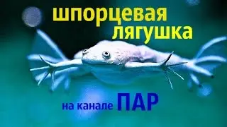 Шпорцевая лягушка Xenopus
