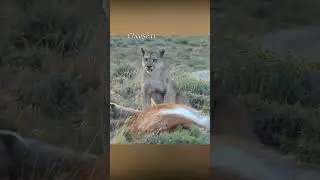 Пума напала на ламу