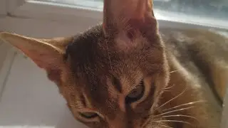 Котёнок дома 🐈