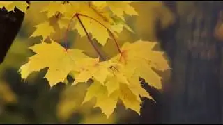 Romantic Piano Music _ Sovereign Moonlight,Marigold ,Relaxing Music Meditation,Study