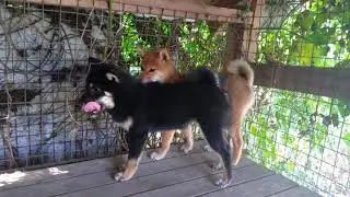 Сиба щенки