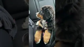 Howling At Our Bernese Mountain Dog Puppy | She's So Confused!
