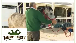 Cheated when buying a horse: Horse in pain due to being broken in too early | Tamme Hanken | Kabe...