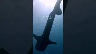 Today is International Whale Shark Day! Facts in the comments 👉 