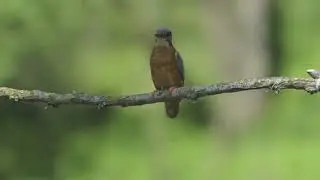 kingfisher in action