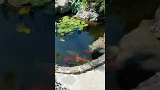 Koi 4 29 2018