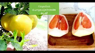 Grapefruit/ചെറുമധുരനാരങ്ങ കൃഷി - San Jose, California.|USA Malayalam vlog