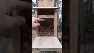 Squirrel Feeder Operation Report