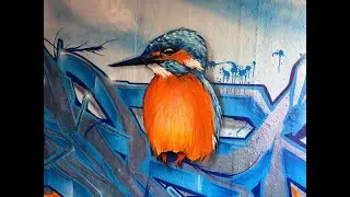 KINGFISHER - GRAFFITI HESKY ONE 2025