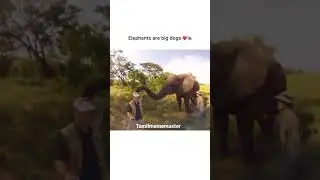 Elephants🐘🐘 Are Big Dogs🐕🐶 | #shorts | #kannanfarm