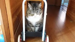 注目されたくて手押し車で登場するねこ。-Maru appears with the push cart to get attention.-