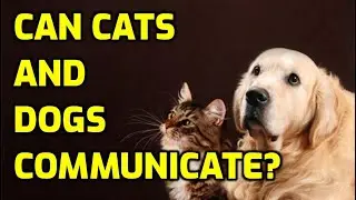 Can Cats And Dogs Talk To Each Other?