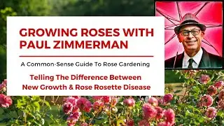 Telling The Difference Between New Growth & Rose Rosette Disease