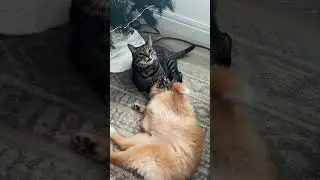 #catvideo #funnycats #catanddog  my cat and dog playing