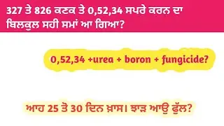 327 ਤੇ 826 ਕਣਕ ਤੇ 0,52,34 ਦੀ ਸਪਰੇ ਕਰਨ ਦਾ ਬਿਲਕੁਲ ਸਹੀ ਸਮਾਂ ਆ ਗਿਆ? dbw 327। pbw 826 ।