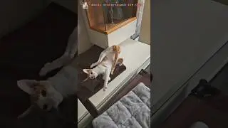 Всего по чуть-чуть: 🔧Ремонт💧Потоп 😺 Эмоции котов