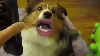 WOOF