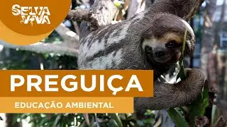 O bicho-preguiça que viajou na boleia de um caminhão