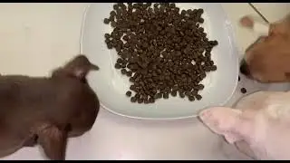 Попробовали новый корм, мои хвостики остались равнодушны.