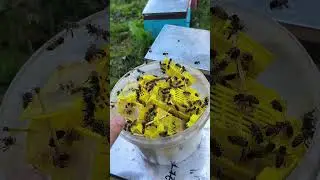 За матками ИО к Михаилу Гращенко