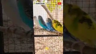 Surprised!!! Kissing Love Birds | Budgies
