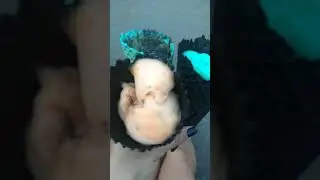 Мороженое 🍨 в Сокольниках
