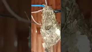 HUNGRY BIRD #birds #bird #nest #sunbird