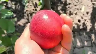 Нектарин Екстрім 33. Nectarine Extreme 33.. Суперсмак, крупність і високий цукор